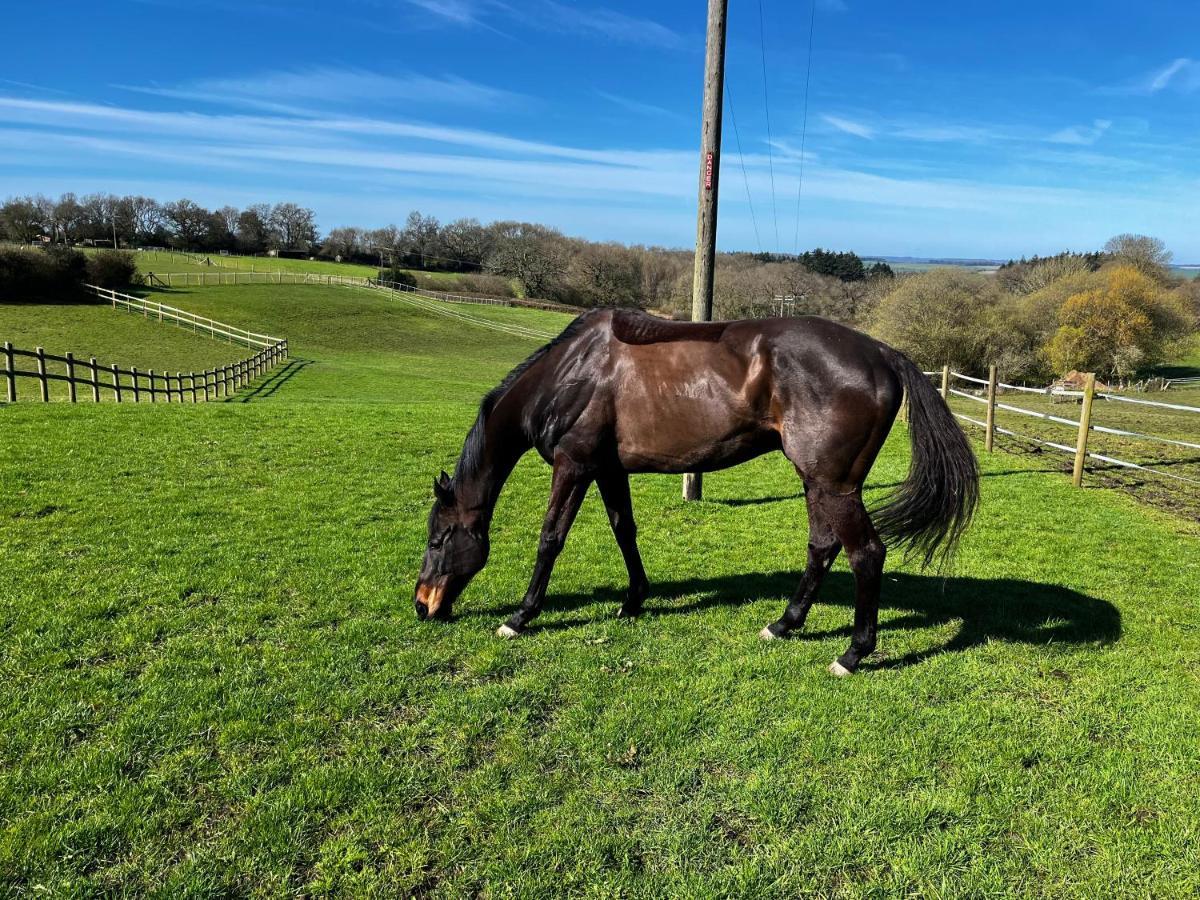 Byre - Farm Cottage On 9 Acre Equestrian Small Holding ساليزبري المظهر الخارجي الصورة